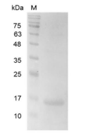 重組人Galectin-2的SDS-PAGE分析
