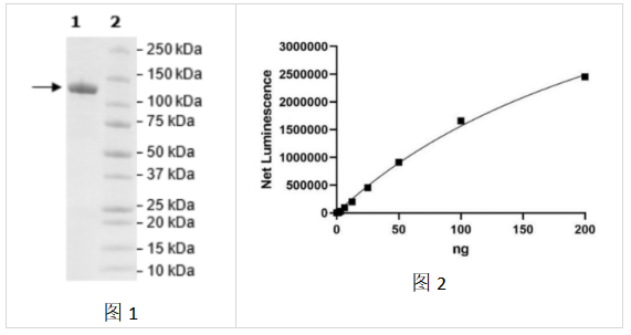 ARP1， GST 標簽重組數(shù)據(jù)案例