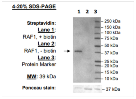 大腸桿菌體內(nèi)生物素化試劑盒(BirA感受態(tài)細胞)