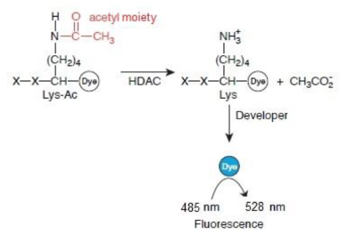 熒光HDAC檢測(cè)試劑盒（綠色）