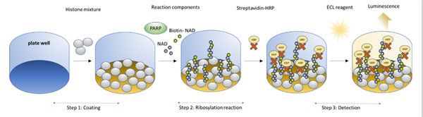 PARP1化學(xué)發(fā)光檢測(cè)試劑盒