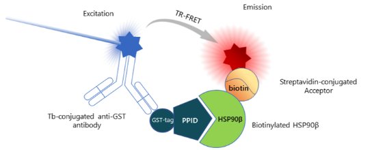 HSP90β(C端結(jié)構(gòu)域)TR-FRET檢測(cè)試劑盒
