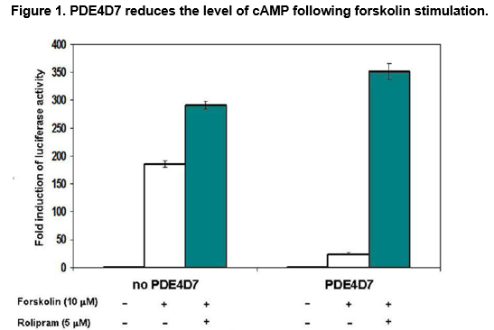 PDE4D基于細(xì)胞的報告基因檢測試劑盒