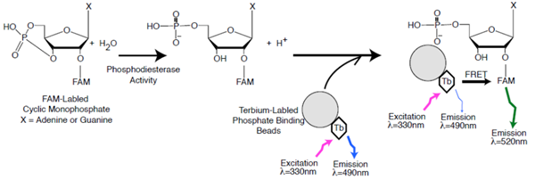 PDE4D3 TR-FRET檢測試劑盒