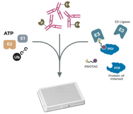 PROTAC 體外泛素化檢測試劑盒