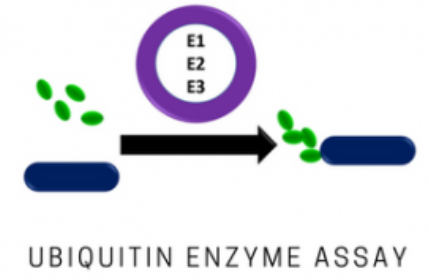 UE101：泛素定量S試劑盒