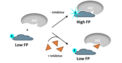 JAK2 JH2假激酶結(jié)構(gòu)域抑制劑篩選檢測試劑盒