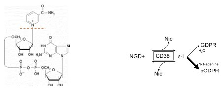 CD38(小鼠)抑制劑篩選試劑盒(環(huán)化酶活性)