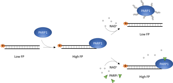 PARPtrap Assay Kit for PARP1-2.png
