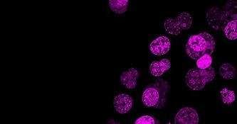 HaloTag蛋白標(biāo)簽熒光配體