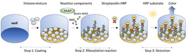 PARP1比色酶活性檢測試劑盒