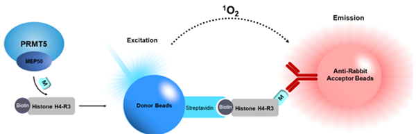 PRMT5均質(zhì)檢測試劑盒