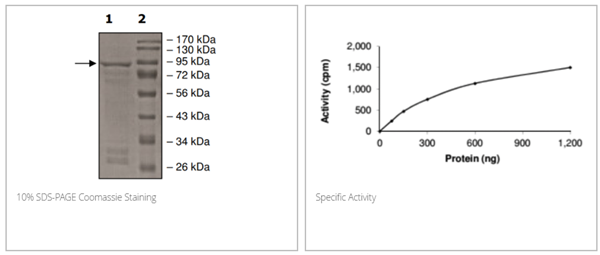 ROR2，GST標(biāo)簽重組蛋白