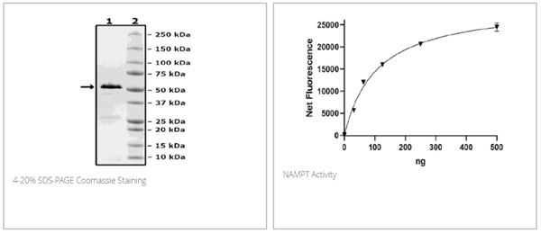 NAMPT (PBEF1)重組蛋白