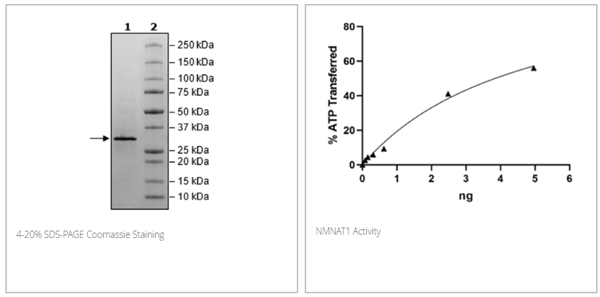 NMNAT1, His-Tag重組蛋白