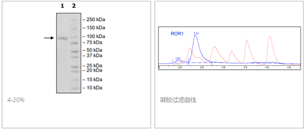 ROR1, Fc-Fusion (IgG1), Avi-Tag, Biotin-Labeled重組蛋白