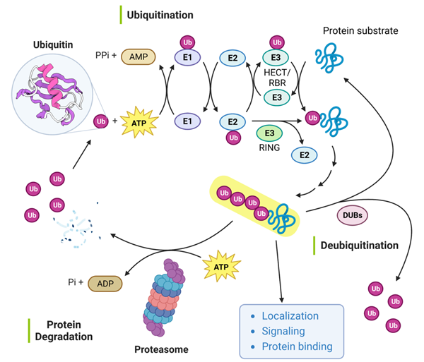 Ubiquitin.png