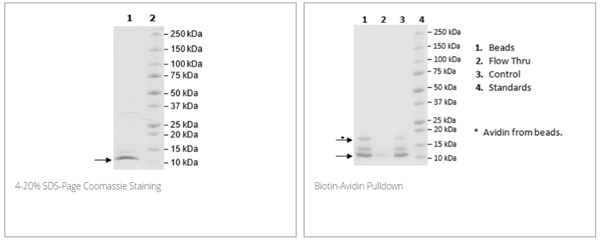 泛素，His-Avi標(biāo)簽，生物素標(biāo)記重組蛋白