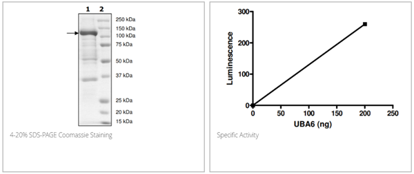 UBA6（UBE1L2），F(xiàn)LAG標簽重組蛋白