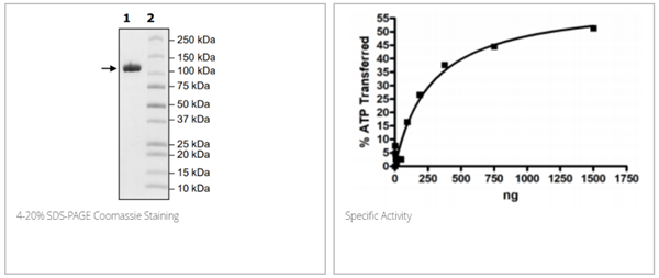 UBE1 (UBA1), FLAG-tag重組蛋白