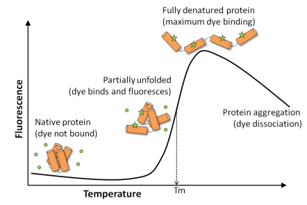 GloMelt熱轉(zhuǎn)移蛋白穩(wěn)定性試劑盒