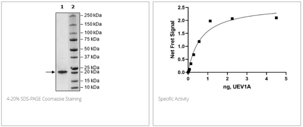 UEV1A (UBE2V1), FLAG-tag重組蛋白
