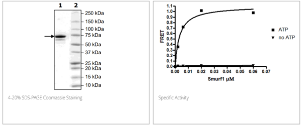 SMURF1, FLAG-tag重組蛋白