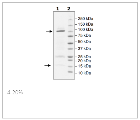 CUL3/Rbx1, GST-tag重組蛋白