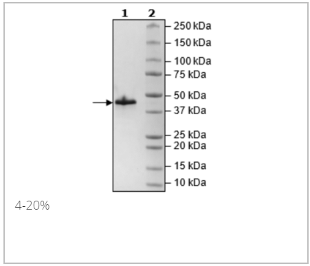 CBL-B, His-Avi-Tag重組蛋白