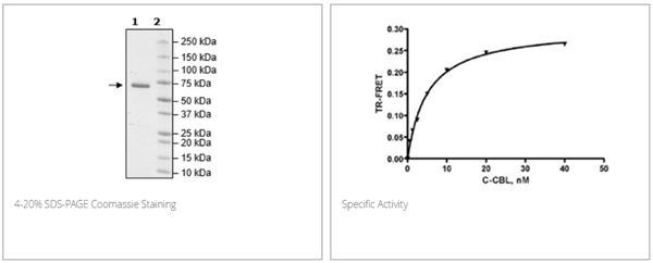 c-CBL, GST-Tag重組蛋白