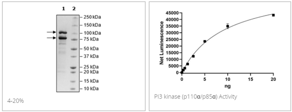 PI3激酶 (p110α/p85α) 重組蛋白