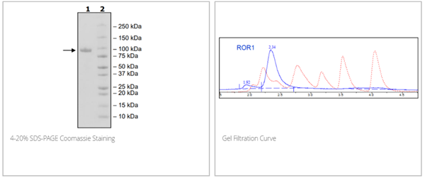 ROR1, Fc-Fusion (IgG1), Avi-Tag重組蛋白