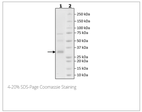 PSMA, His-Avi-Tag 重組蛋白