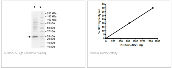 KRAS(G12V)亞型B,His標(biāo)簽重組
