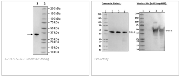 BirA, His-FLAG-tags (E. coli) (E. coli-derived)重組蛋白