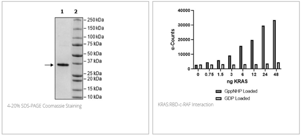 RBD-c-RAF, GST-Tag重組蛋白