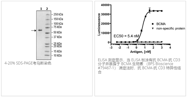 抗BCMA-抗CD3雙特異性分子