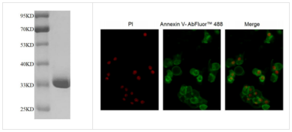 重組人膜連蛋白A5（活性）