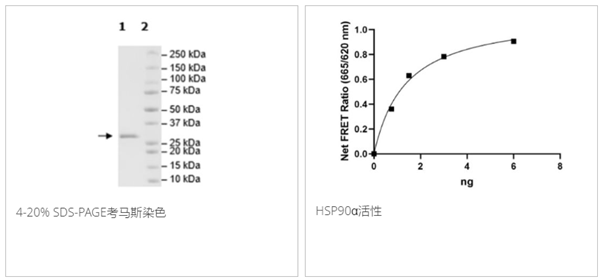 HSP90α(c-末端)重組蛋白,His, Avi標簽,生物素標記