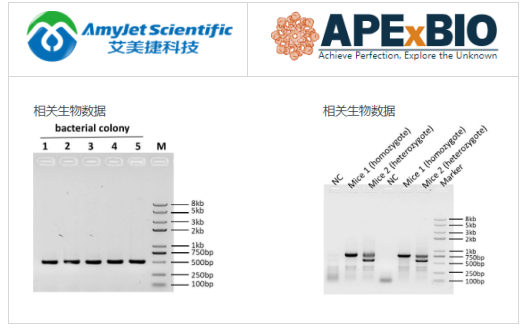 SYBR Safe DNA凝膠染料