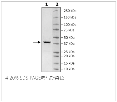 HSP40, His-tag重組蛋白