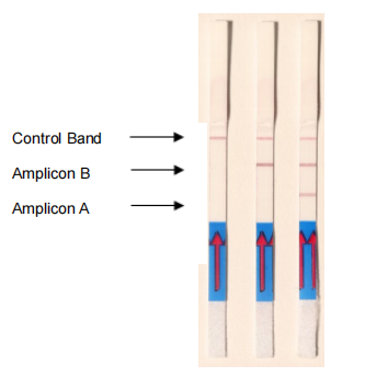 HybriDetect 2T-4.png