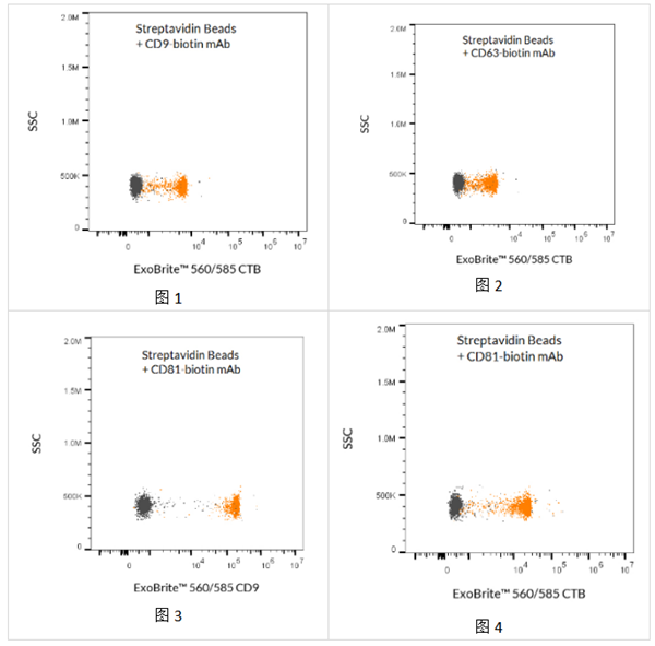 ExoBrite鏈霉親和素磁珠