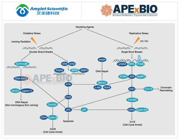 APExBIO--DNA損傷/DNA修復(fù)