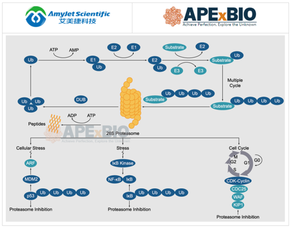 APExBIO--泛素化/蛋白酶體