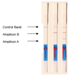 HybriDetect 2T試紙條