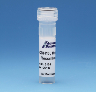 CDH13，人，重組