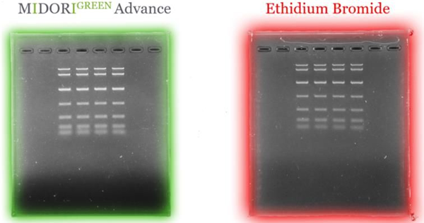 MIDORI Green Advance-1.png