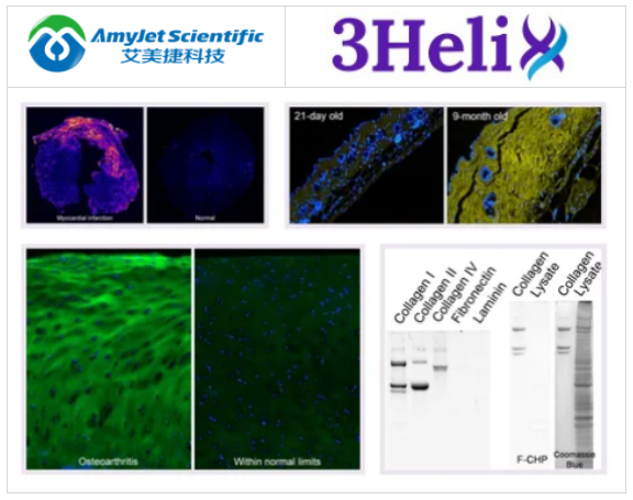 3Helix膠原雜交肽(CHP)