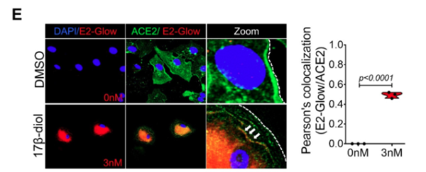 Estradiol-Glow熒光雌激素